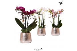 Phalaenopsis multiflora mix kolibri orchids 3 tak in luxury silver