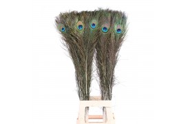 Huis en tuindecoratie pauwenveren  Peacock feathers 80/90cm