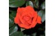 Rosa calibra kordana oranje 