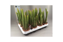 Cactus Cleistocactus  samaipatanus