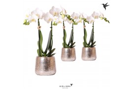 Phalaenopsis multiflora wit 2 tak in luxury silver kolibri orchids