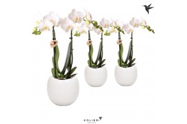 Phalaenopsis multiflora wit 2 tak in Bowl pot white kolibri orchids