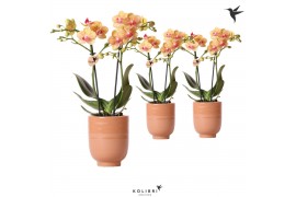 Phalaenopsis multiflora oranje 2 tak in glazed cognac kolibri orchids