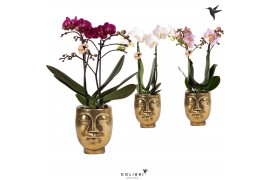 Phalaenopsis multiflora 2 tak mix in face 2 face gold kolibri orchids