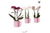 Phalaenopsis multiflora love 2 tak in happy mug pink kolibri orchids