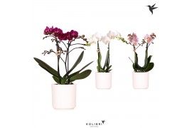Phalaenopsis multiflora 2 tak in simplicity white kolibri orchids