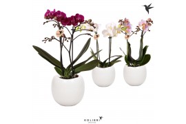 Phalaenopsis multiflora 2 tak in bowl pot white kolibri orchids