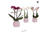 Phalaenopsis multiflora 2 tak mix in dots pink kolibri orchids