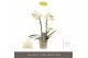 Phalaenopsis multiflora geel Optifriend Sara 2spike 