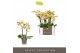 Phalaenopsis multiflora geel Optifriend Stella 2spike 