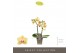 Phalaenopsis multiflora geel Optifriend Stella 2spike 