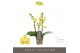 Phalaenopsis multiflora geel Optifriend Vayenne 3 spike 