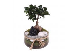 Ficus  microcarpa ginseng Glass Bowl with Rope