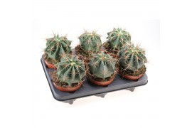 Cactus Ferocactus electracanthus