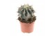 Cactus Ferocactus electracanthus 