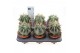 Cactus Ferocactus electracanthus 