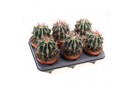 Cactus Ferocactus stainesii