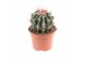 Cactus Ferocactus stainesii 