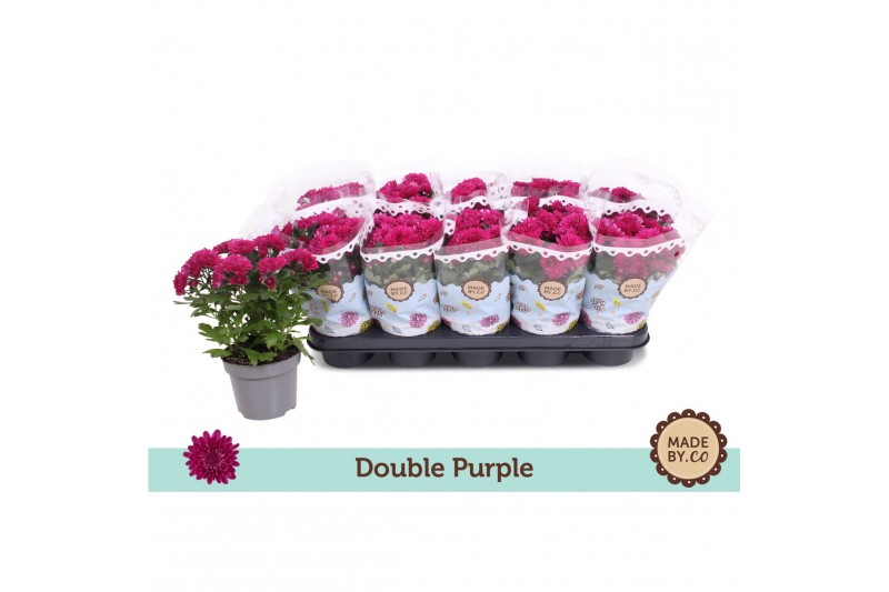 Chrysanthemum ind. mount tourmalet dubbelbloemig double purple 