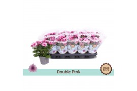 Chrysanthemum ind. mount ventoux dubbelbloemig double pink