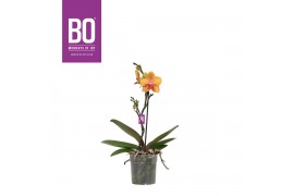Phalaenopsis multiflora oranje BO Diva P12 Orange 1 Spike,1 tak/plnt,6