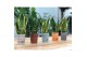 Sansevieria trifasciata mix in rough & tough cup 