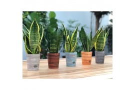 Sansevieria trifasciata mix in rough & tough cup