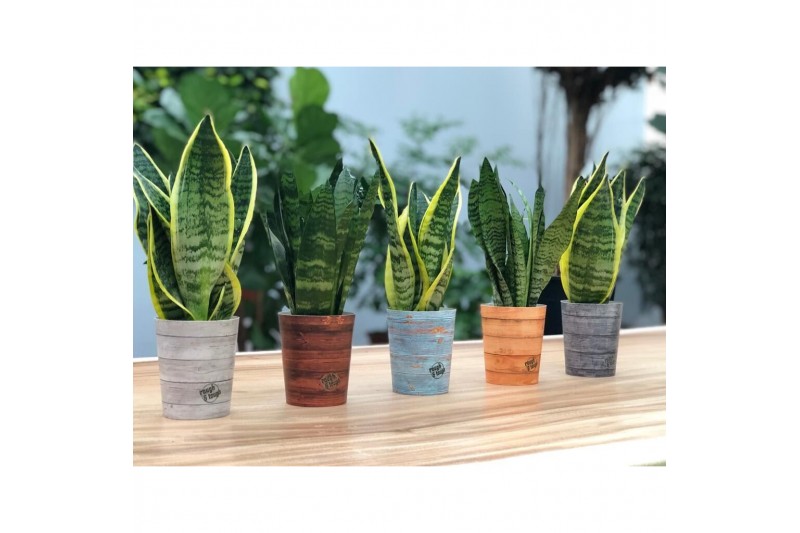 Sansevieria trifasciata mix in rough & tough cup 