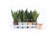 Sansevieria trifasciata mix in rough & tough cup 