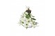 Dendrobium nobile star class white 3 tak special flower shower 