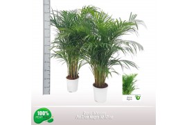 Dypsis lutescens 20pp - Witte pot