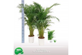 Dypsis lutescens 20pp - Witte pot