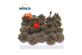 Cactus Echinopsis Eriesii (flowering)