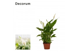 Spathiphyllum chopin 2+ bloem - Decorum