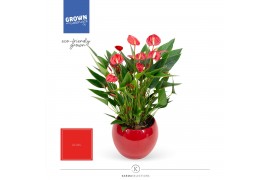 Anthurium andr. million flowers red lisa red
