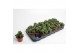 Crassula Spring Time 