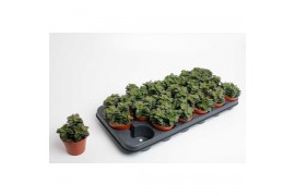 Crassula Spring Time