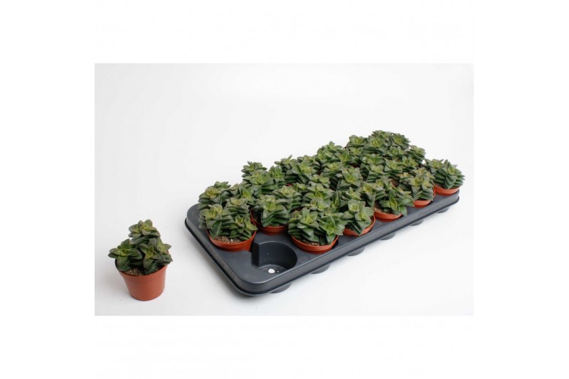 Crassula Spring Time 