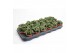 Crassula Spring Time 