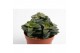 Crassula Spring Time 