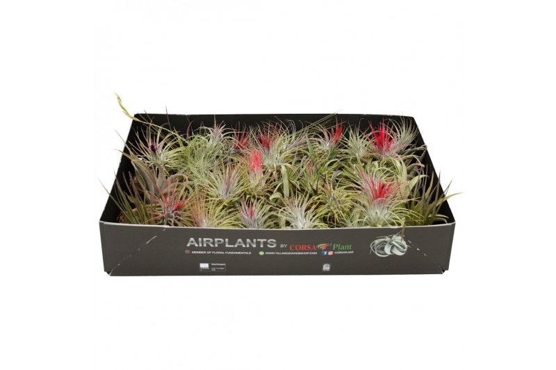 Tillandsia mix 101415 x60 