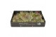 Tillandsia mix 101416 x70 