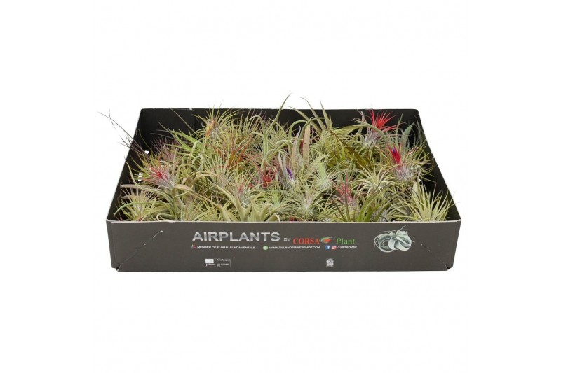 Tillandsia mix 101416 x70 