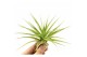 Tillandsia multiflora 101595 x20 