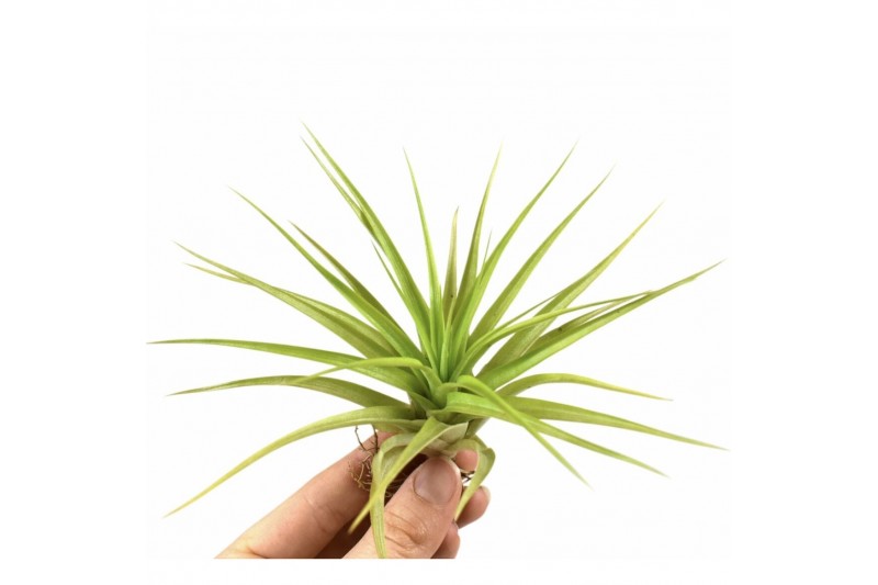 Tillandsia multiflora 101595 x20 