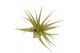 Tillandsia multiflora 101595 x20 