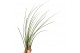 Tillandsia juncea 101597 x20 