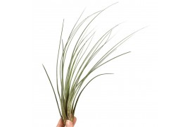Tillandsia juncea 101597 x20