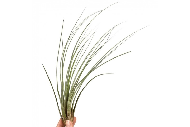 Tillandsia juncea 101597 x20 