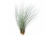 Tillandsia juncea 101597 x20 